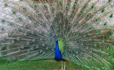 Peacock Stock Photos