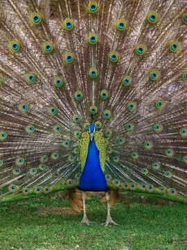Peacock Stock Photos
