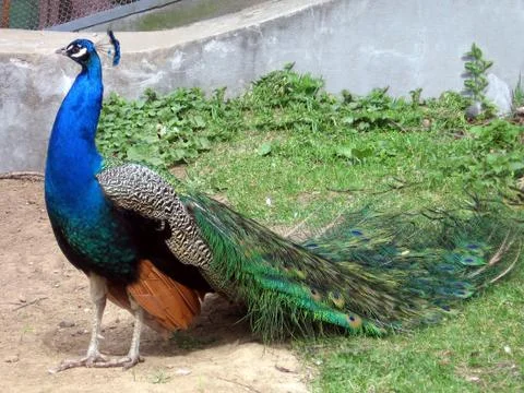 Peacock Stock Photos