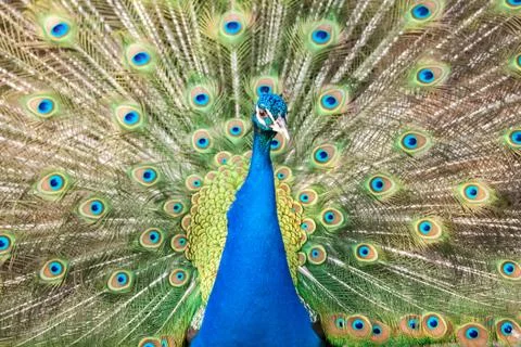Peacock Stock Photos