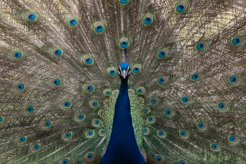 Peacock Stock Photos