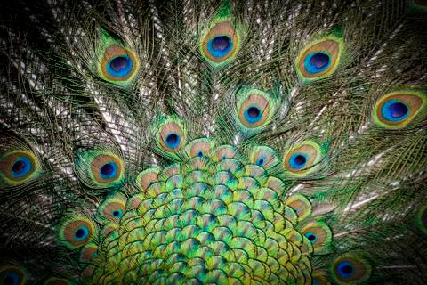 Peacock Stock Photos