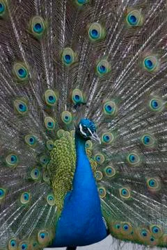Peacock Stock-Fotos