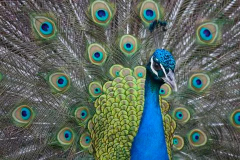 Peacock Stock Photos