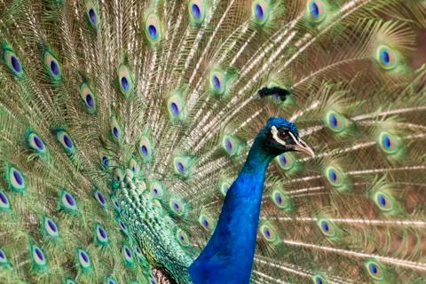 Peacock Stock Photos