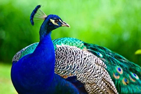 Peacock Stock Photos