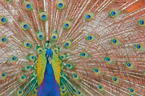 Peacock Stock Photos