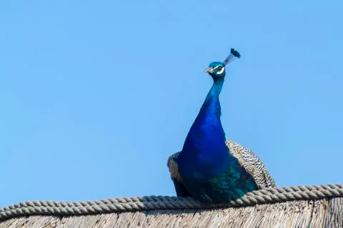 Peacock Stock Photos