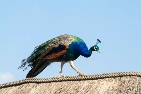 Peacock Stock Photos