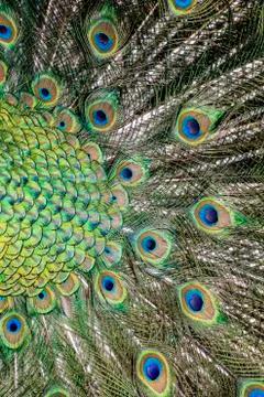 Peacock Stock Photos