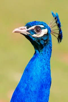 Peacock Stock Photos
