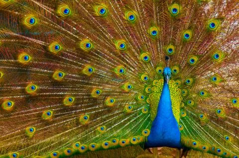 Peacock Stock Photos