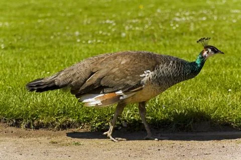 Peacock Stock Photos