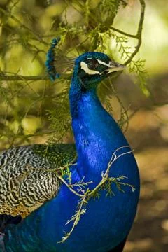 Peacock Stock Photos