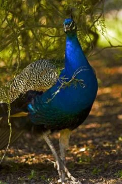Peacock Stock Photos
