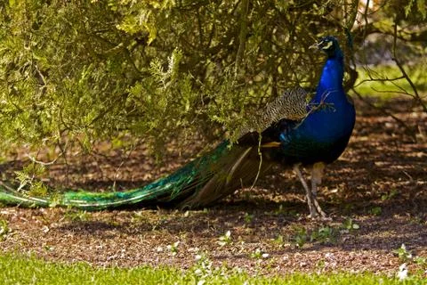 Peacock Stock Photos