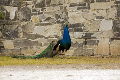 Peacock Stock Photos