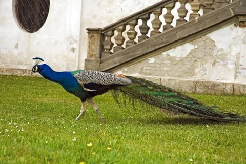 Peacock Stock Photos