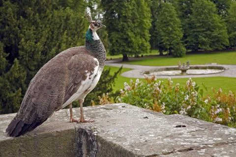 Peacock Stock Photos