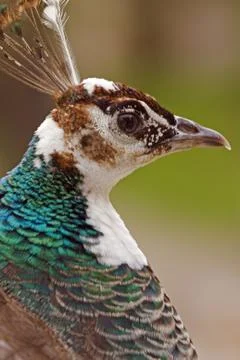Peacock Stock Photos
