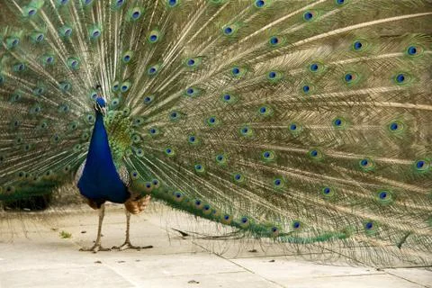 Peacock Stock Photos