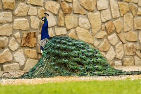 Peacock Stock Photos