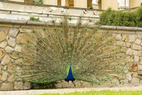 Peacock Stock Photos