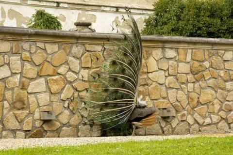 Peacock Stock Photos