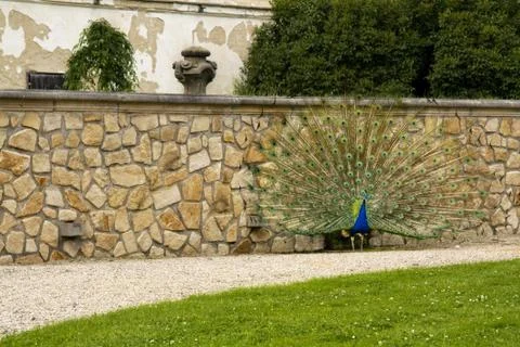 Peacock Stock Photos