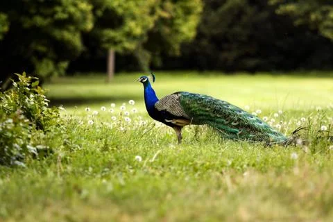 Peacock Stock Photos