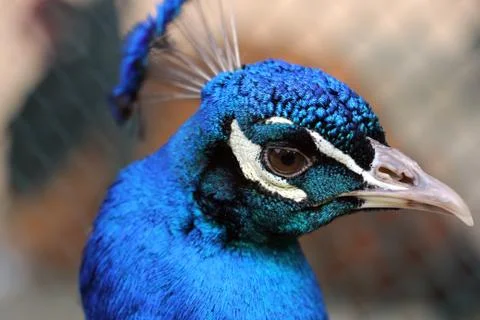 Peacock Stock Photos