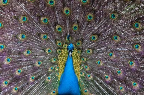 Peacock Stock Photos