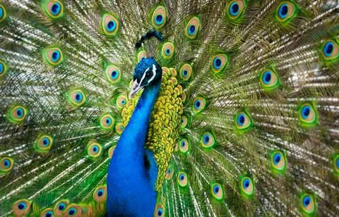 Peacock Stock Photos