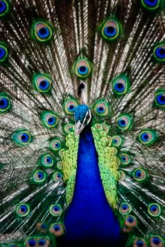 Peacock Foto stock