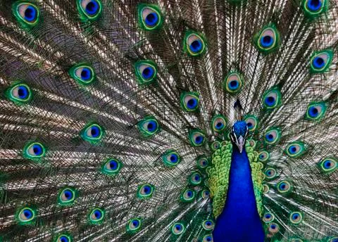 Peacock Stock Photos
