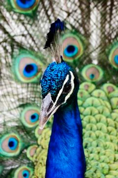 Peacock Stock Photos