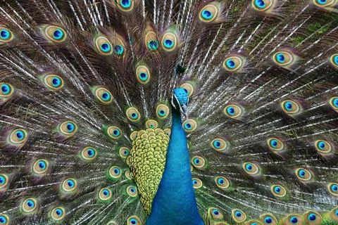 Peacock Stock Photos