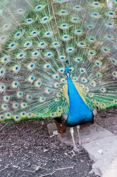 Peacock Stock Photos