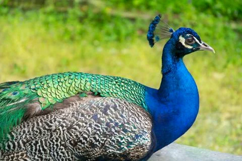 Peacock Stock Photos