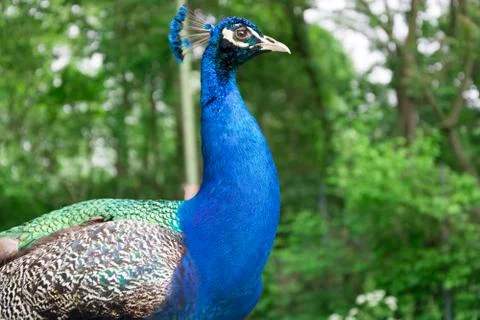 Peacock Stock Photos