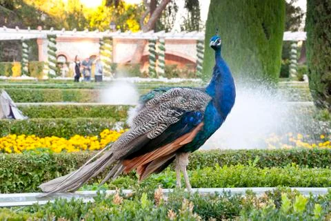 Peacock Stock Photos