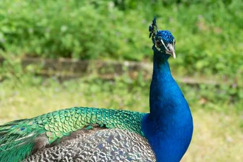 Peacock Stock Photos