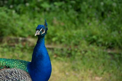 Peacock Stock Photos