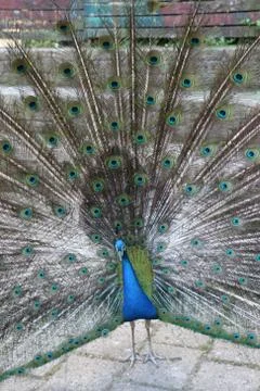 Peacock Stock Photos