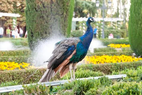 Peacock. Stock Photos