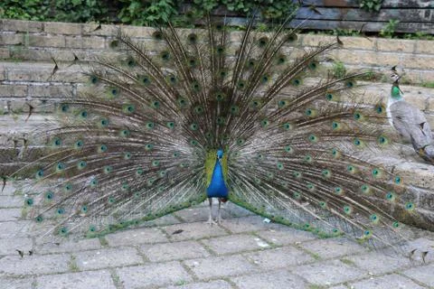 Peacock Foto stock