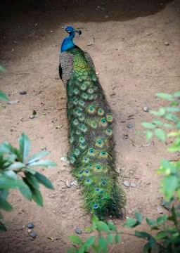 Peacock Stock Photos