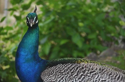 Peacock Stock Photos