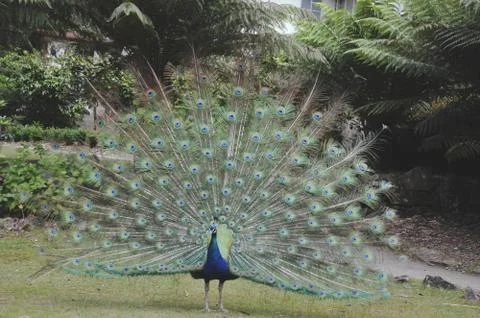 Peacock Stock Photos