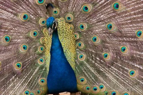 Peacock 스톡 사진
